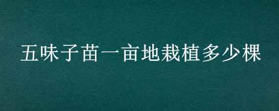 五味子苗一亩地栽植多少棵 五味子一亩地多少棵