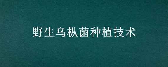 野生乌枞菌种植技术 野生乌枞菌人工种植技术