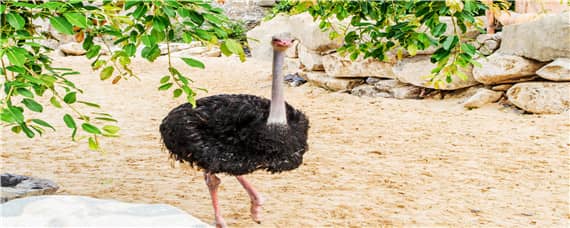 鴕鳥怎么分公母 鴕鳥怎么分公母 視頻