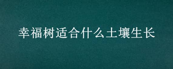 幸福樹適合什么土壤生長 幸福樹適應(yīng)什么樣的土壤