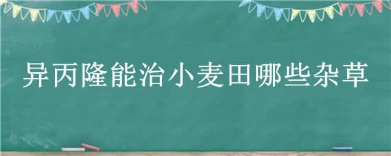 异丙隆能治小麦田哪些杂草 啶黄草胺与异丙隆混用防治麦田杂草