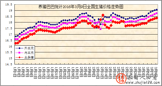 趋势：国内猪市出现火热行情 市场猪行情