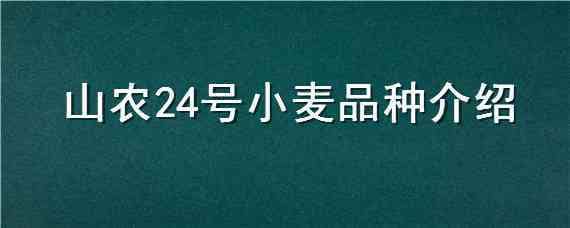 山农24号小麦品种介绍 山农24号小麦品种简介