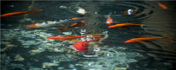 錦鯉是什么魚 魚鰭長的錦鯉是什么魚