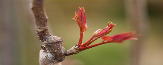 香椿种植技术与管理（香椿的种植与管理）