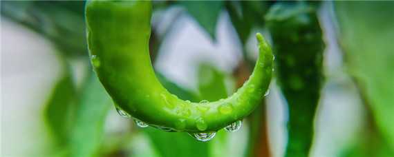 辣椒种植技术与管理（辣椒种植技术与管理视频播放）