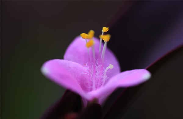 紫羅蘭花在家里怎么養(yǎng) 