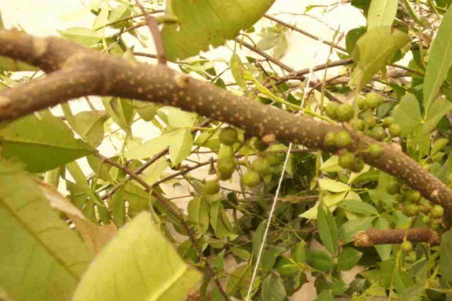 花椒木有辟邪作用嗎，有哪些功效（花椒木的功效與作用禁忌）