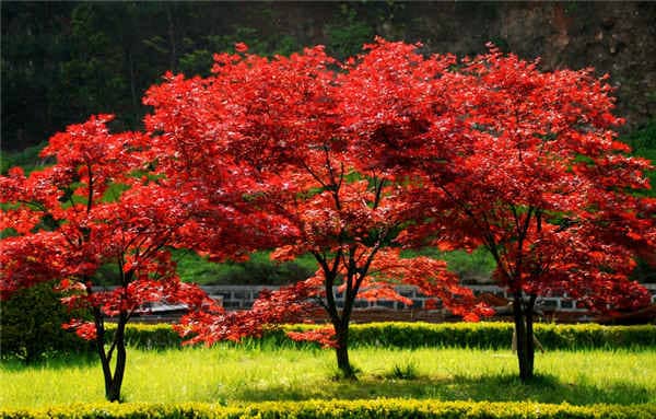 家里種紅楓好嗎，吉利嗎 家里種紅楓兇吉