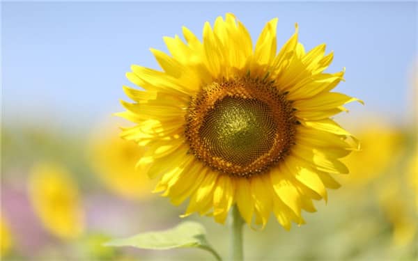 太陽花四季都開花嗎，種植方法技巧有哪些