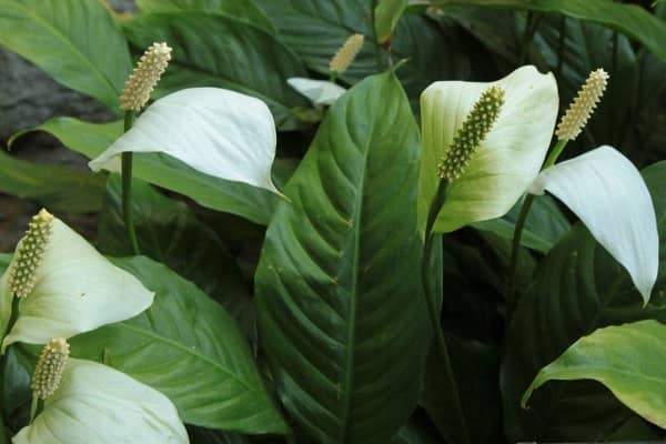 除甲醛植物有哪些，哪些植物凈化空氣效果好