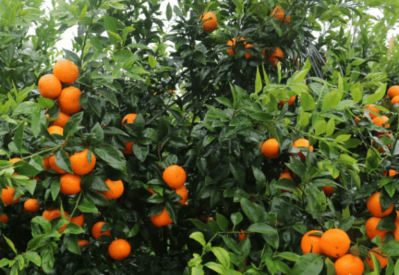 沃柑如何種植能高產(chǎn)，科學(xué)管理方法是什么