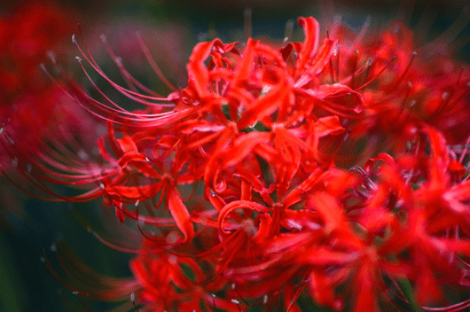 彼岸花好养吗，怎么养殖好，彼岸花病害防治技巧