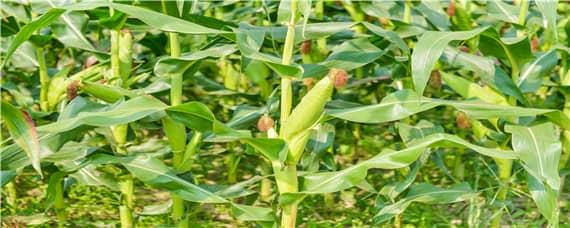 玉米種植技術(shù)與管理施肥（玉米種植技術(shù)與管理施肥視頻）