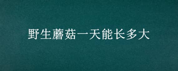 野生蘑菇一天能長多大（野生蘑菇一天能長多大個(gè)）