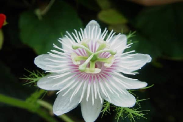 植物靠什么传播种子，怎么吸收养分（我知道植物传播种子的办法还有什么）