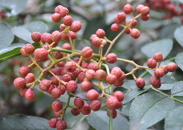 花椒什么时候种植好，科学管理方法是什么