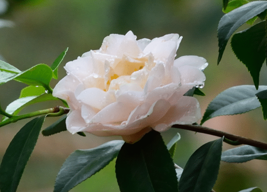 茶花的葉子尖發(fā)黃干枯怎么辦，有哪些解決措施