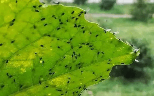 小黑飞是什么对花有影响吗，应该如何预防