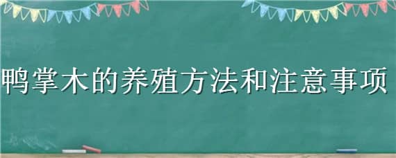 鸭掌木的养殖方法和注意事项 盆栽鸭掌木的养殖方法和注意事项