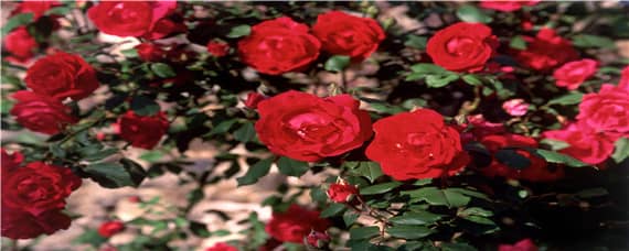 玫瑰花種植過程（玫瑰花種植過程圖解）