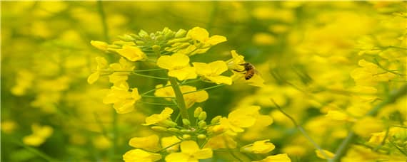 華油雜50品種介紹 華油雜50油菜種子怎么樣