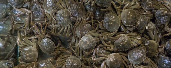 养殖螃蟹吃什么食物 养殖螃蟹吃什么食物好养活