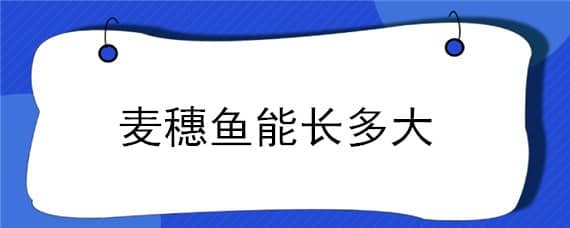 麦穗鱼能长多大 麦穗鱼能长多大吃什么