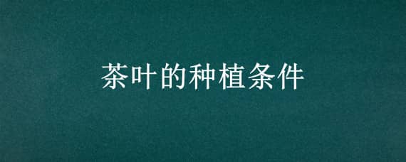 茶叶的种植条件 茶叶的种植条件和方法