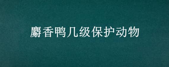 麝香鸭几级保护动物 麝香鸭几级保护动物图片