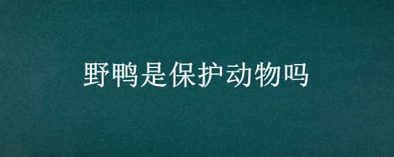 野鸭是保护动物吗（野鸭是保护动物吗可以吃吗）