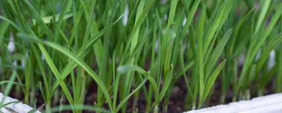 大棚韭菜的种植技术和管理（大棚韭菜栽培技术）