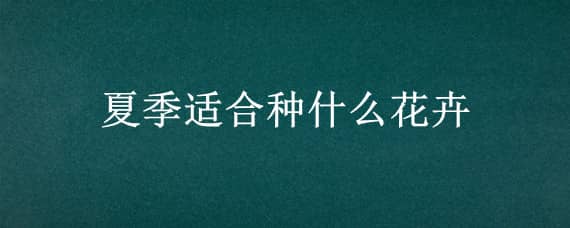 夏季適合種什么花卉（夏季適合栽種什么花）