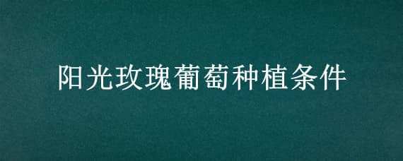 陽光玫瑰葡萄種植條件 陽光玫瑰葡萄種植氣候