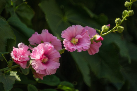 蜀葵花花语是什么，有什么寓意（蜀葵的花语是什么）