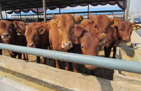 肉牛飼料配制方法