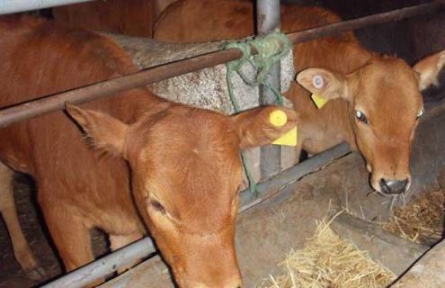 肥育牛飼料配方（育肥肉牛飼料配方）