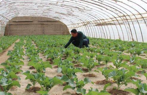 西葫蘆定植后怎么管理 西葫蘆定植后多久需要澆水