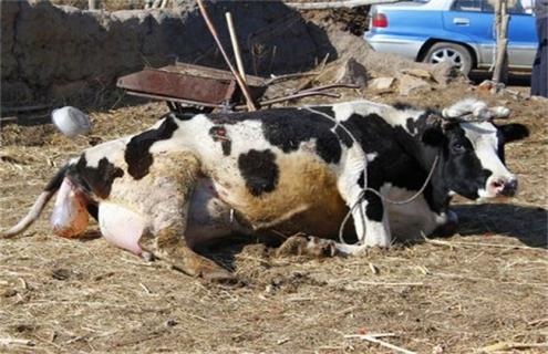 新生犊牛死亡原因及预防措施（新生牛犊死亡的原因）