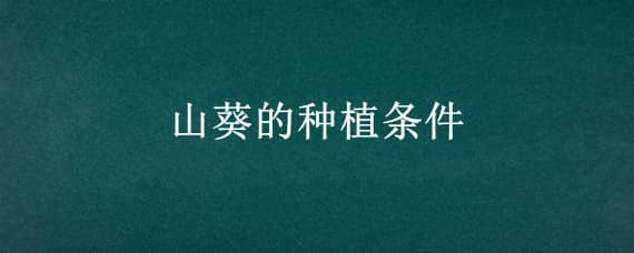 山葵的種植條件 山葵的種植條件是什么