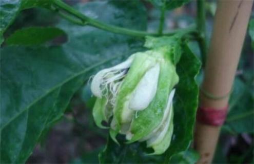 百香果怎么促进花芽分化（百香果花芽分化时间）