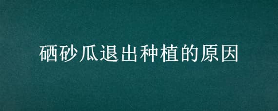 硒砂瓜退出种植的原因 硒砂瓜为啥不让种了