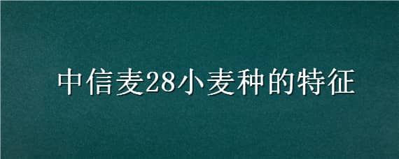 中信麥28小麥種的特征（中信28麥種產(chǎn)量如何）