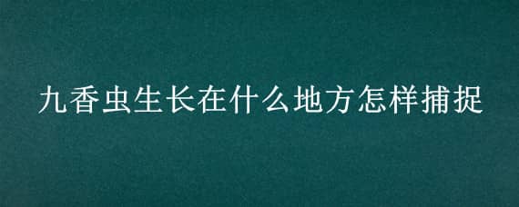 九香虫生长在什么地方怎样捕捉（九香虫什么季节捕捉）