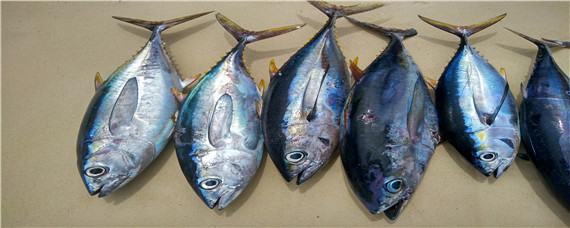 藍(lán)鰭金槍魚和黃鰭金槍魚的區(qū)別（藍(lán)鰭金槍魚和黃鰭金槍魚的區(qū)別兩者價(jià)格）