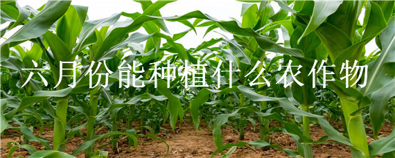 六月份能种植什么农作物（六月中旬适合种植什么农作物）