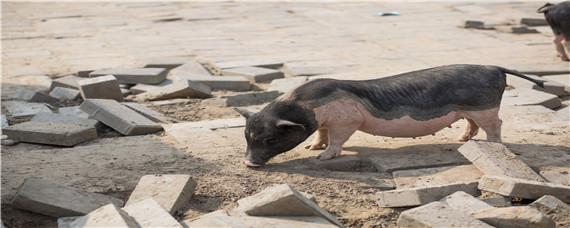 后備母豬飼料配方 后備母豬飼料配方表