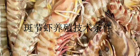 斑節(jié)蝦養(yǎng)殖技術(shù)條件 斑節(jié)對(duì)蝦養(yǎng)殖技術(shù)