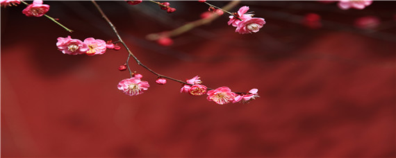 华东梅花的花期是多久 梅花花期是多长时间