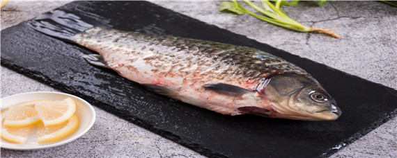 鯽魚繁殖能力強(qiáng)嗎（鯽魚為什么繁殖那么快）